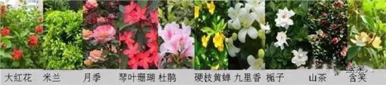  屋顶花园植物配置、屋顶花园设计