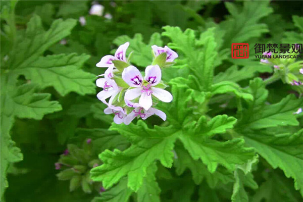 别墅花园设计，庭院景观设计，御梵景观