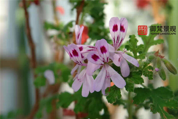 别墅花园设计，庭院景观设计，御梵景观