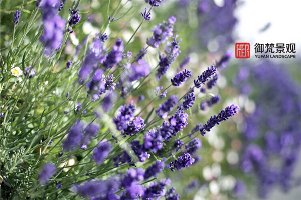 别墅花园设计，庭院景观设计，御梵景观