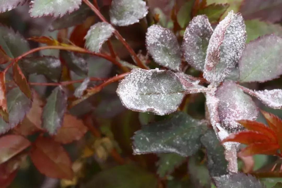 上海御梵景观,别墅花园设计,花园设计